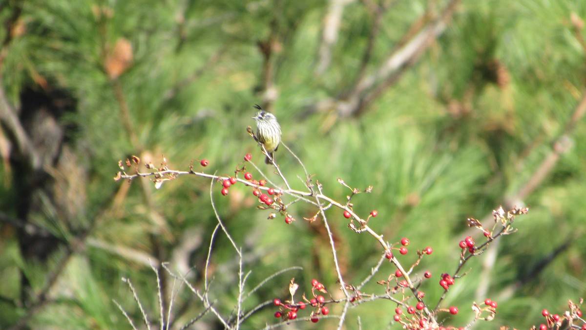 Tufted Tit-Tyrant - ML617575084