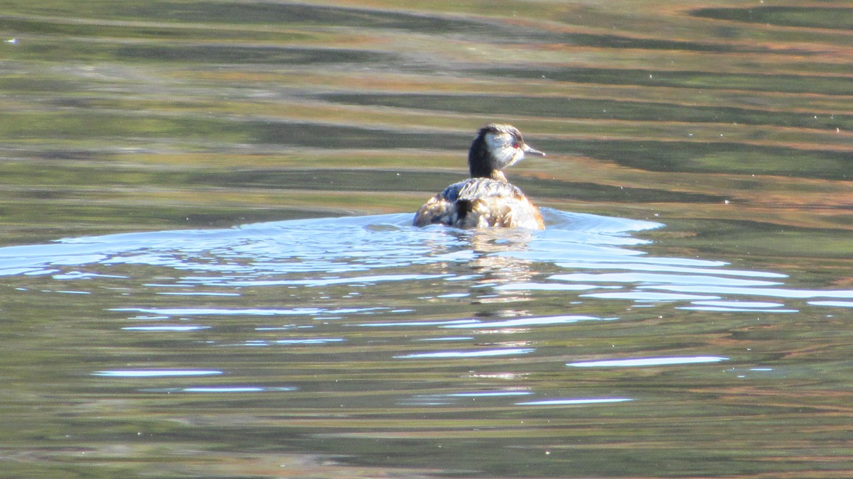 White-tufted Grebe - ML617575099