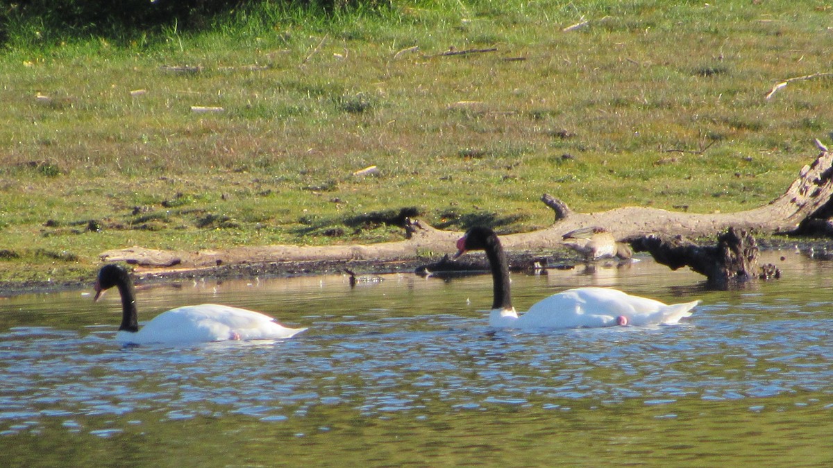 Black-necked Swan - ML617575112