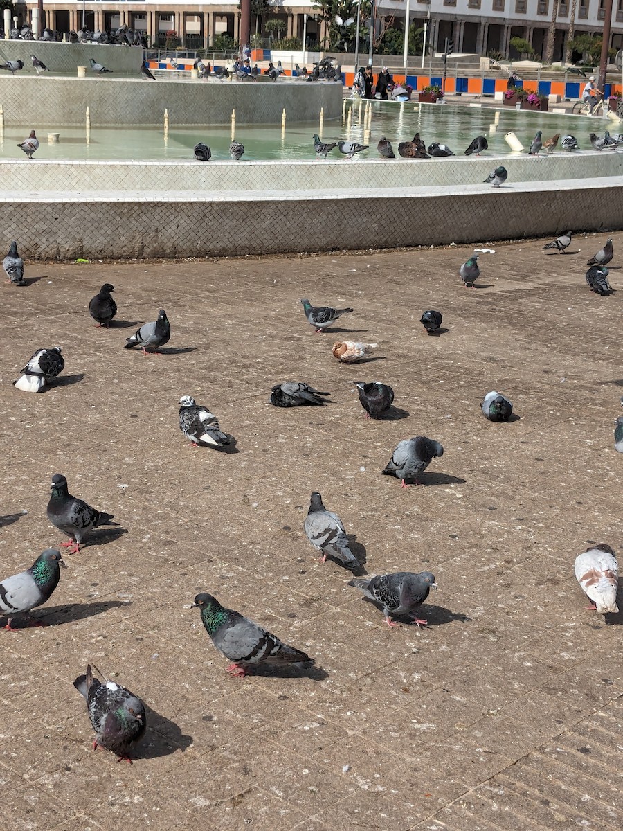 Rock Pigeon (Feral Pigeon) - ML617575114