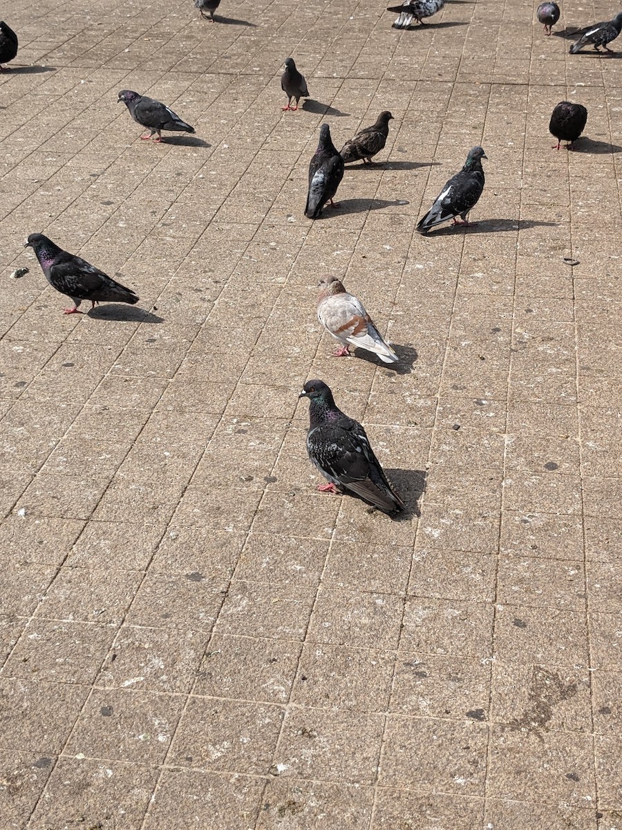 Rock Pigeon (Feral Pigeon) - ML617575115
