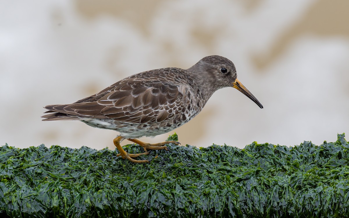 Purple Sandpiper - Peter Kennerley