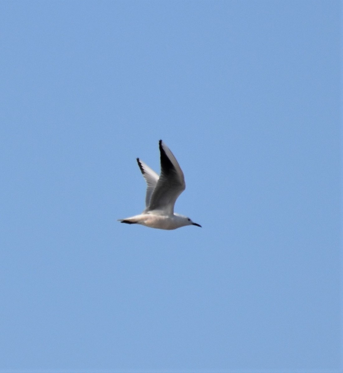 Slender-billed Gull - Jeff Chapman