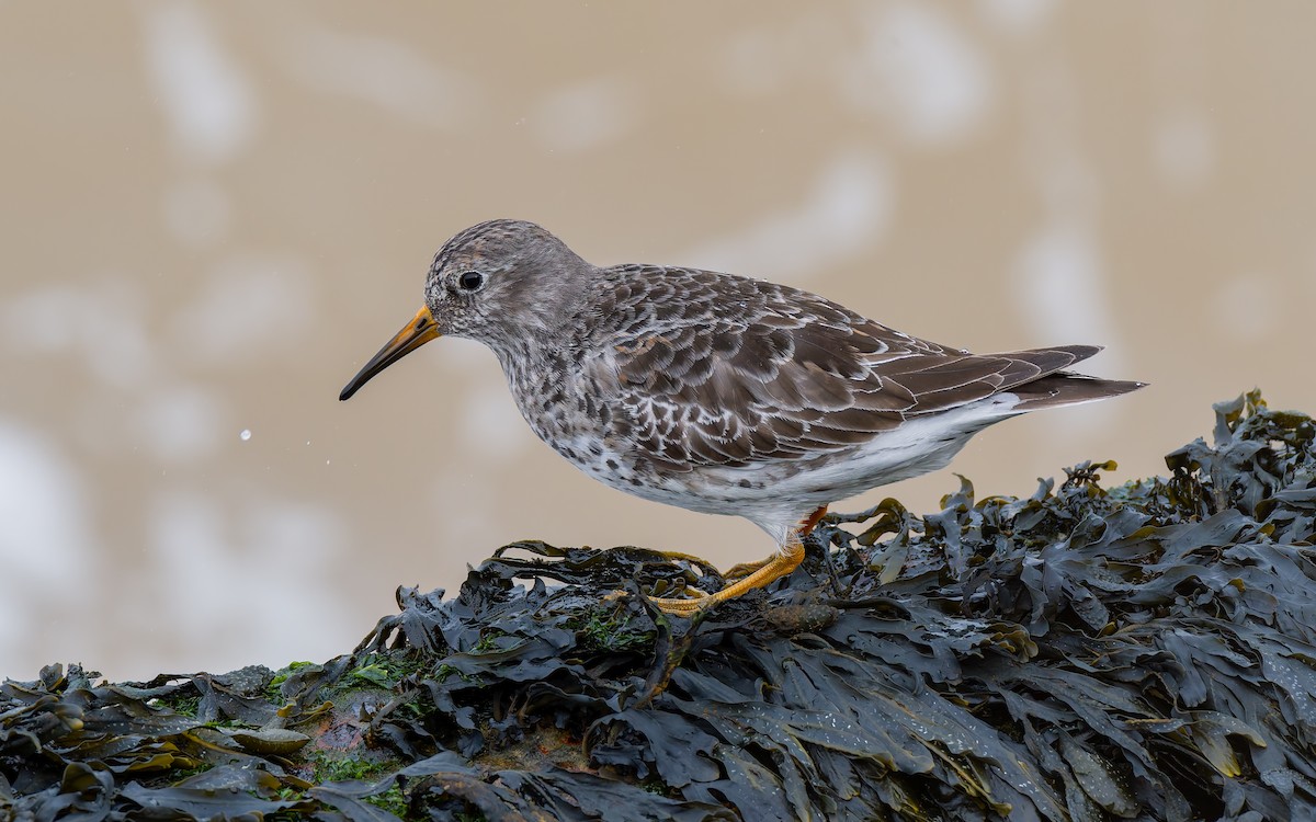 Purple Sandpiper - Peter Kennerley