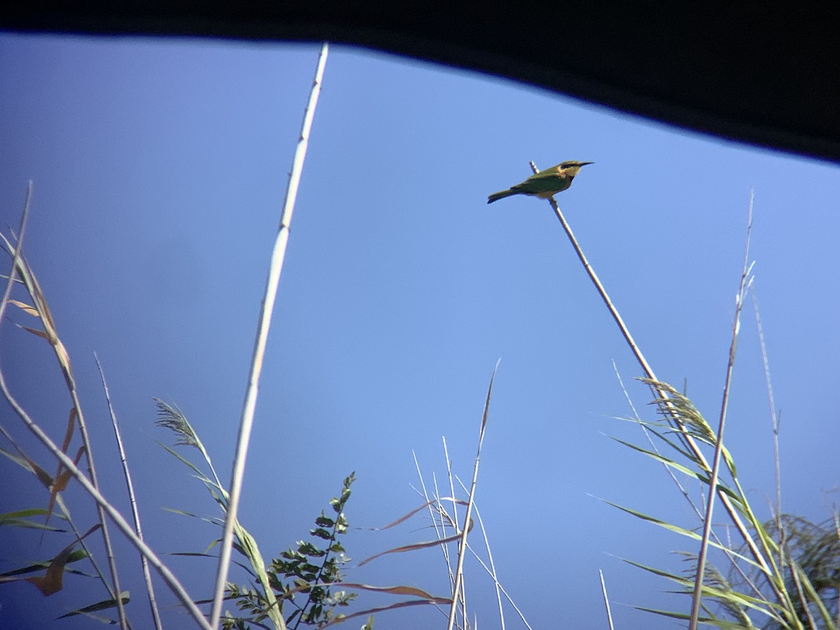 Little Bee-eater - ML617575159