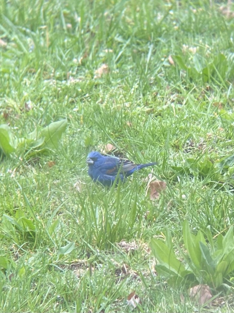 Blue Grosbeak - Emily Clark