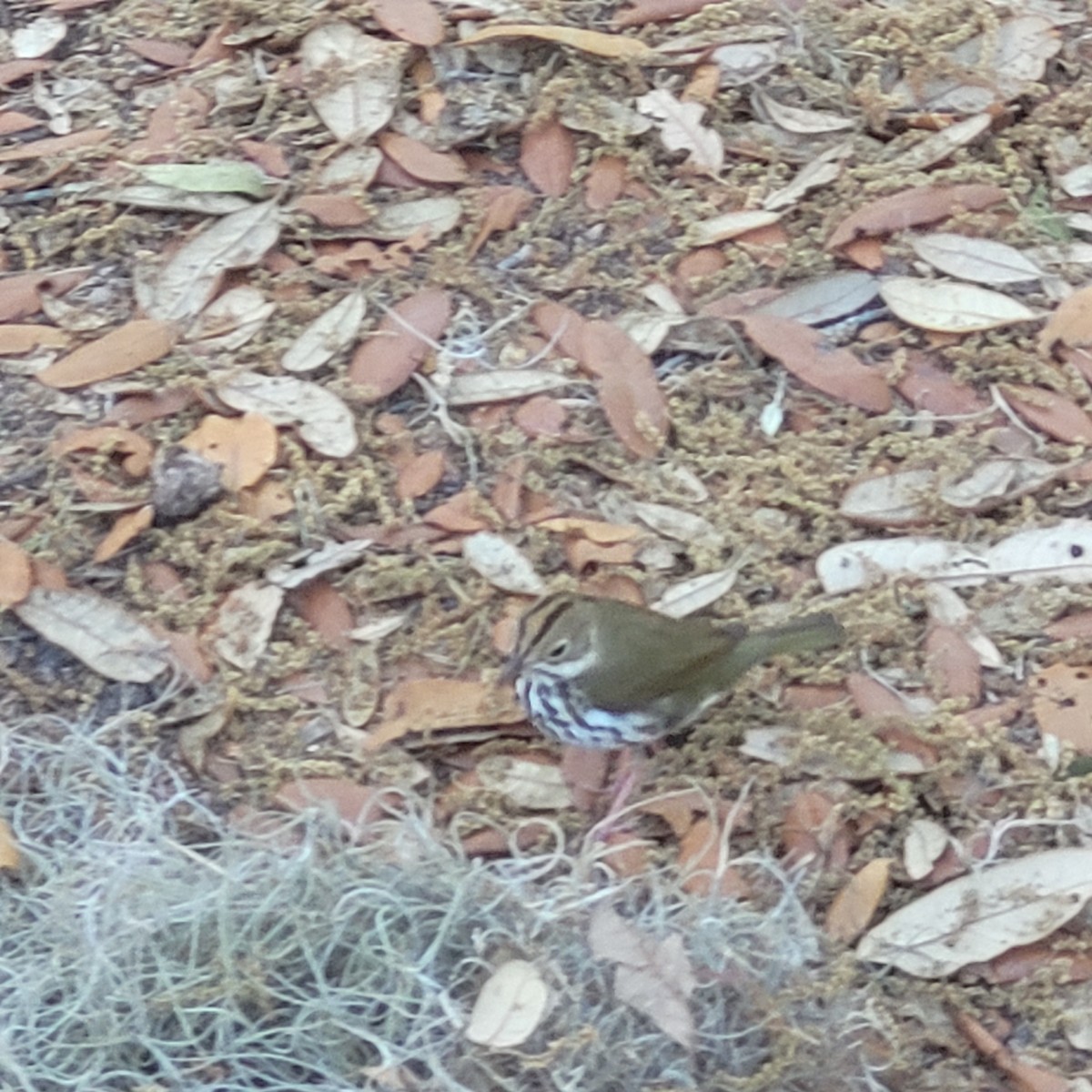 Ovenbird - ML617575187