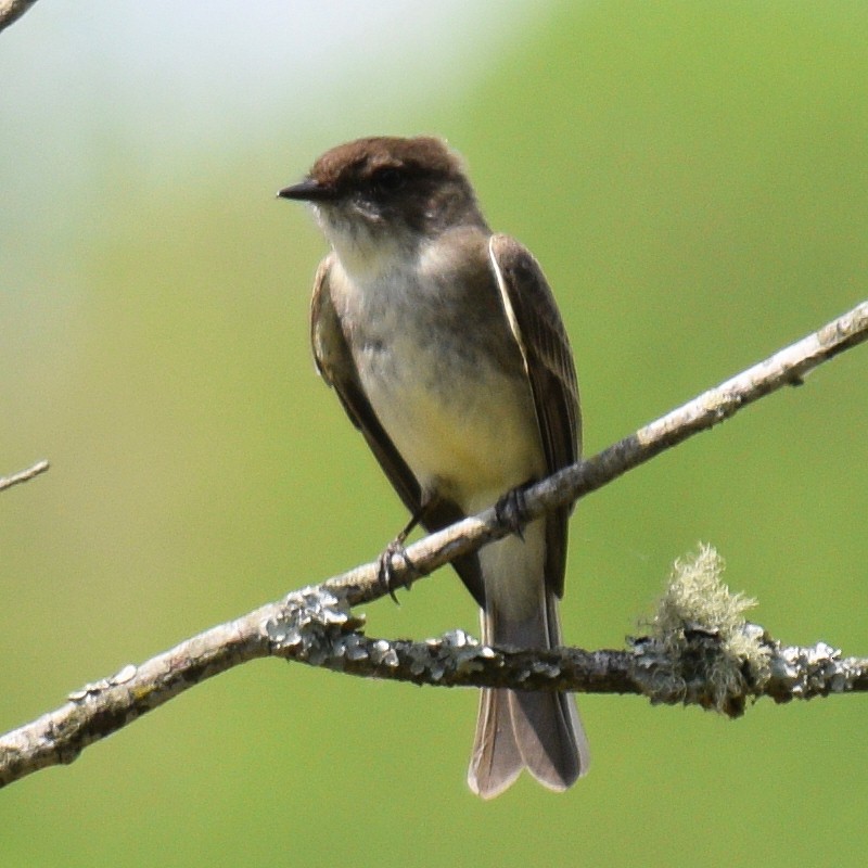 Eastern Phoebe - Glenn Faini