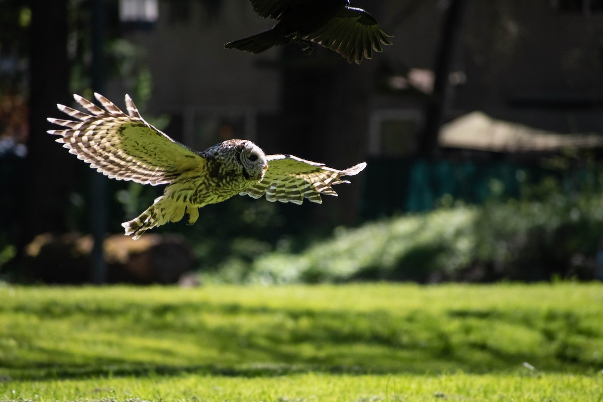 Barred Owl - ML617575192