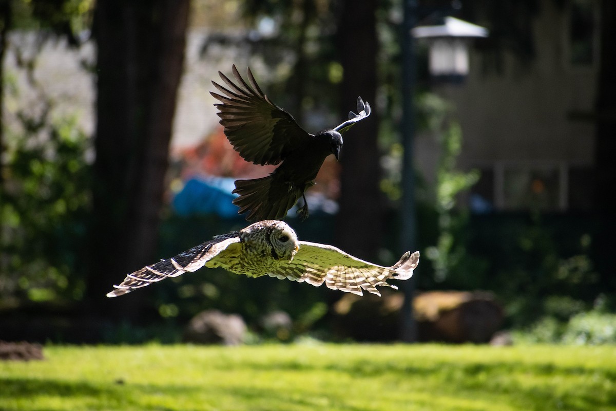 Barred Owl - ML617575194