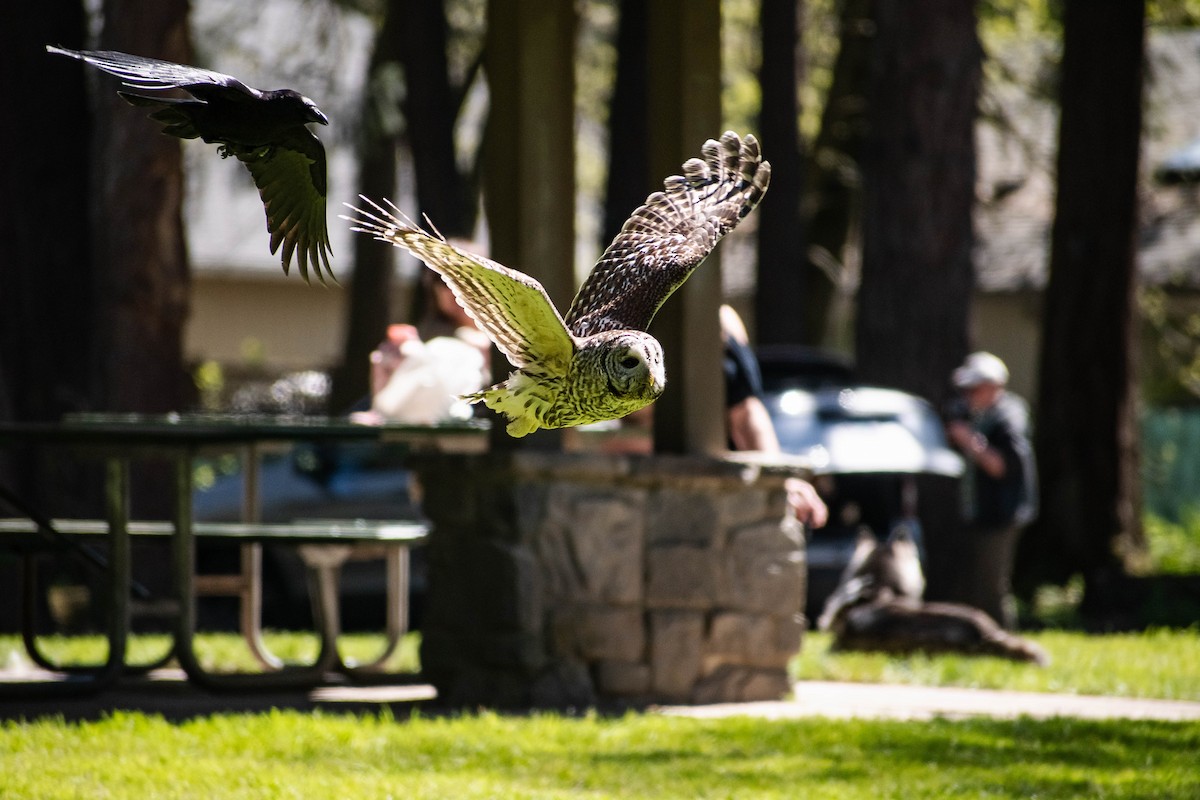 Barred Owl - ML617575195