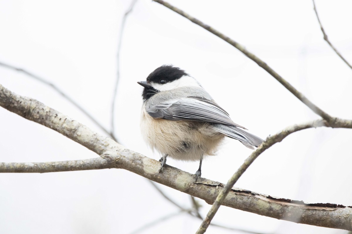 Black-capped Chickadee - ML617575205