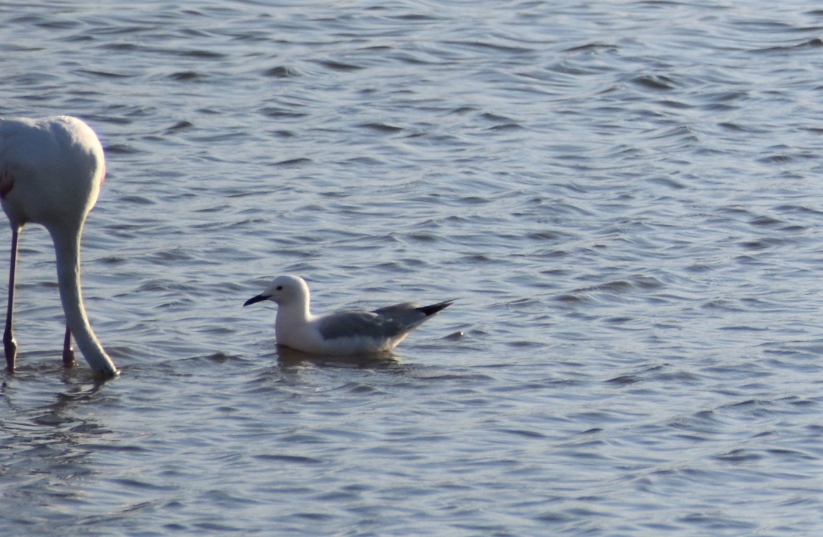 Slender-billed Gull - Jeff Chapman