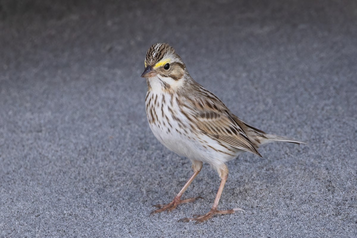 Savannah Sparrow (Ipswich) - ML617575229