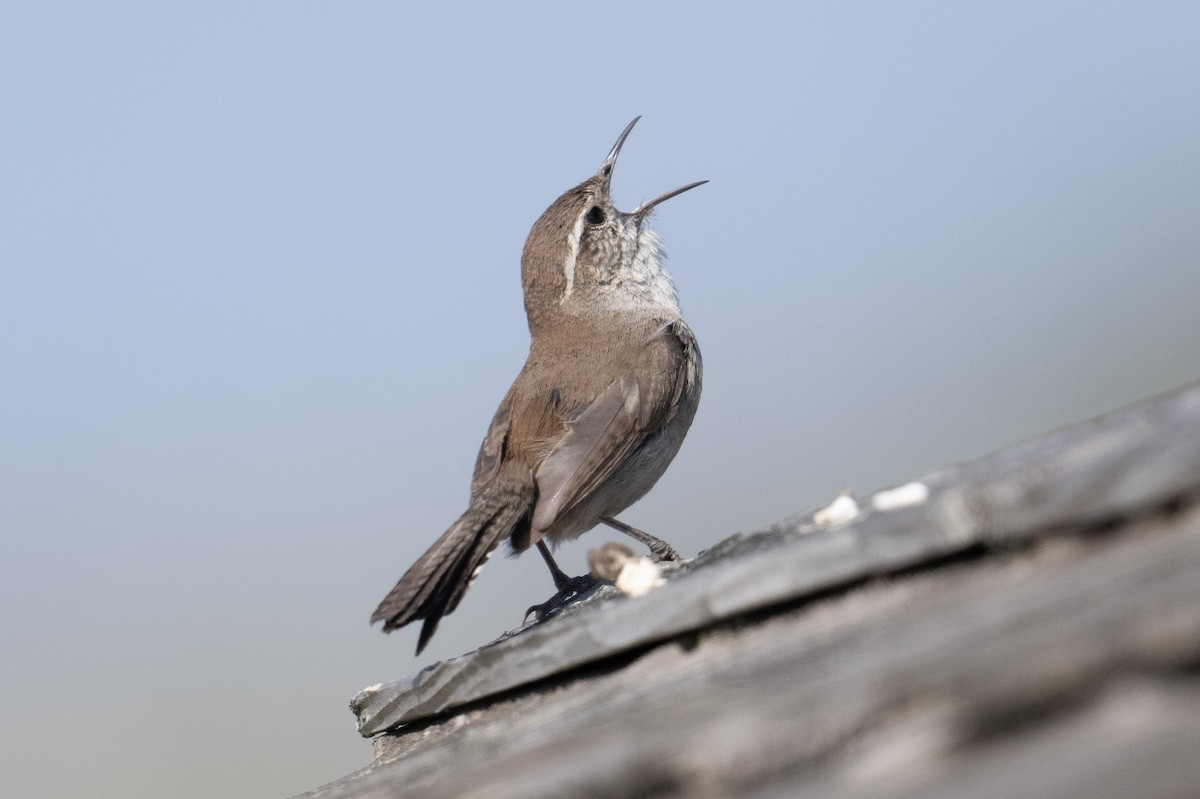 Bewick's Wren - ML617575234