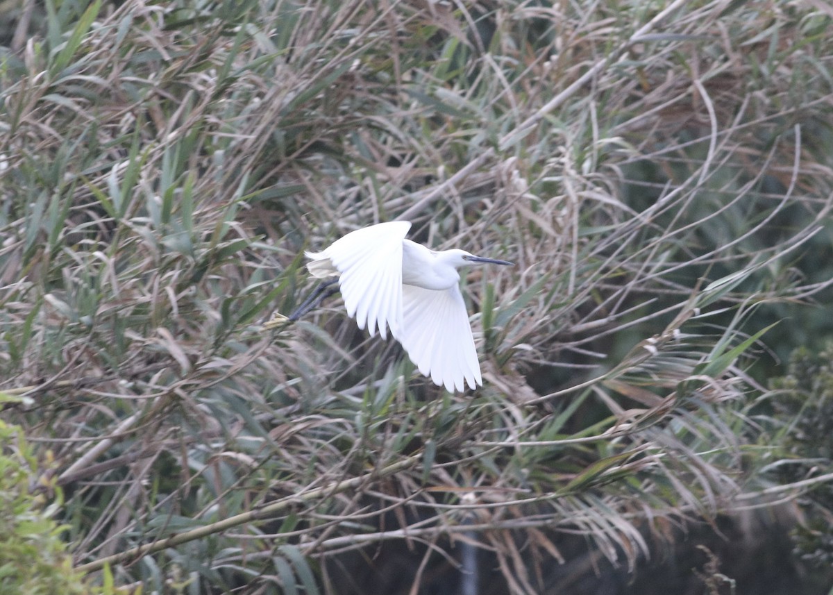 Little Egret - ML617575255