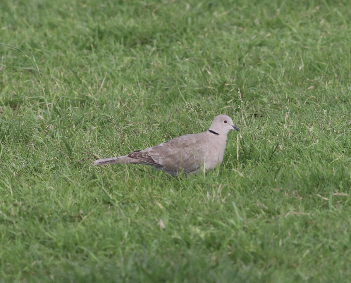 Eurasian Collared-Dove - ML617575283