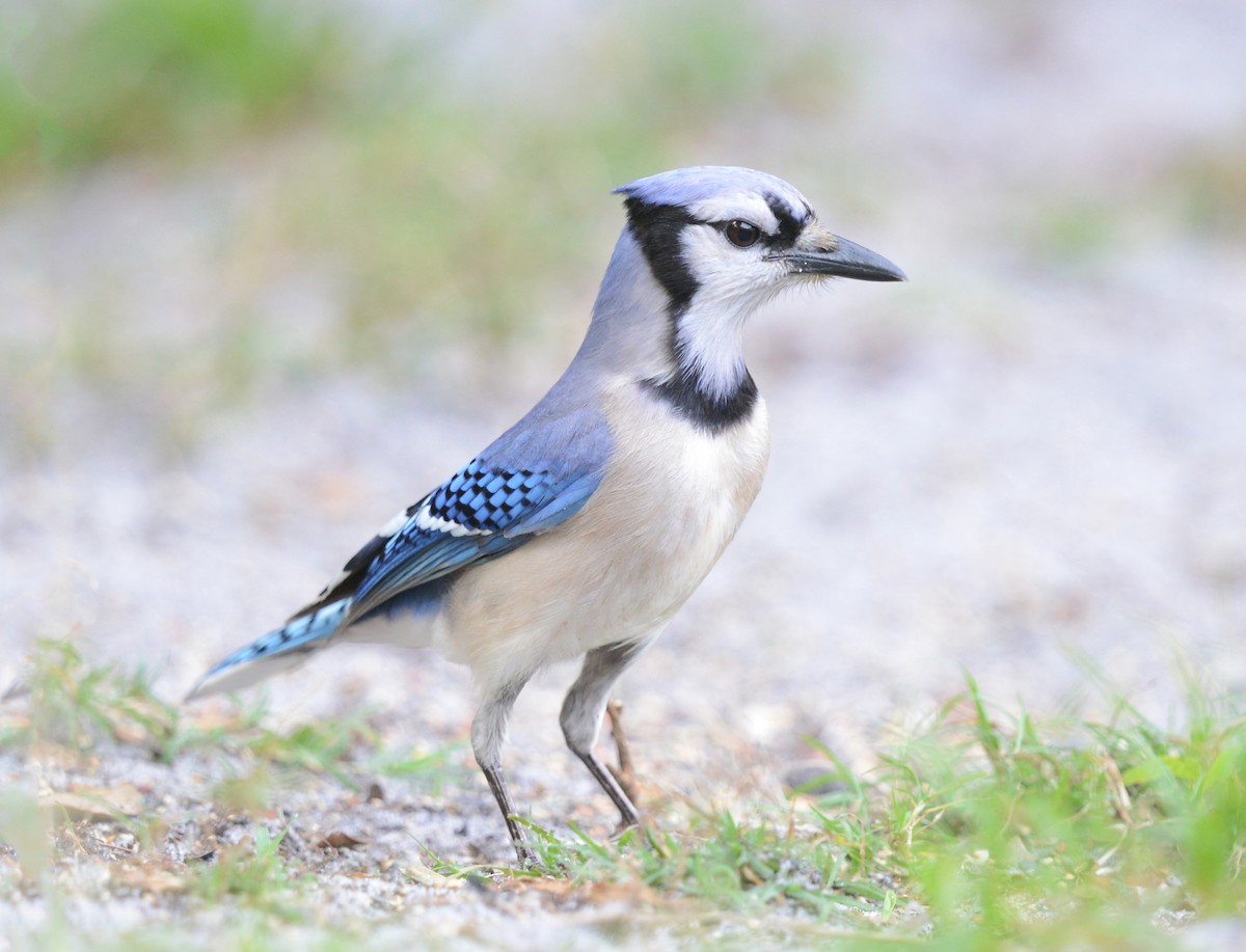 Blue Jay - ML617575326