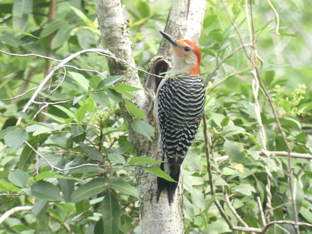 Red-bellied Woodpecker - ML617575334