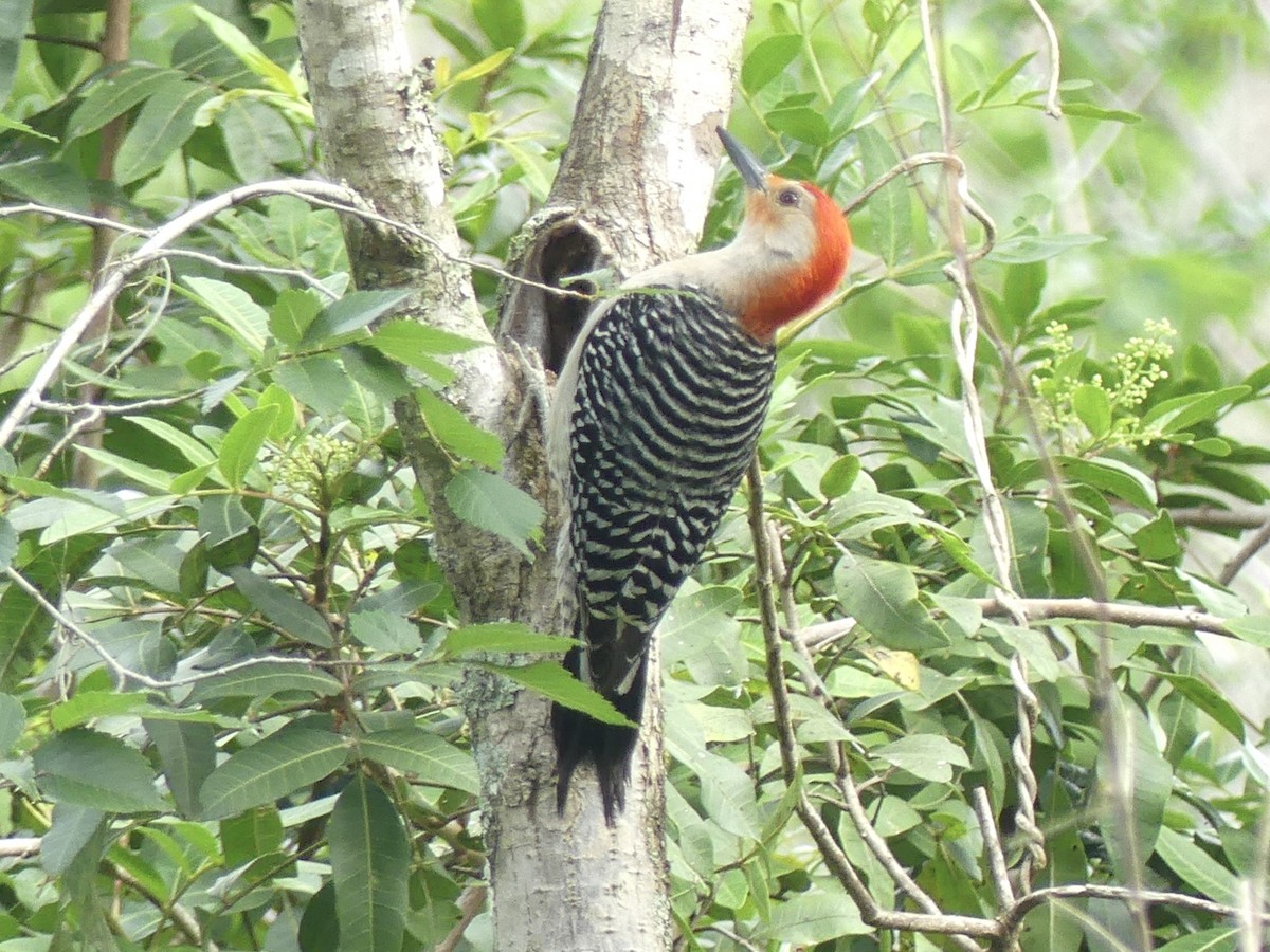 Red-bellied Woodpecker - ML617575335