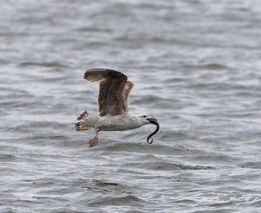 Great Black-backed Gull - ML617575365