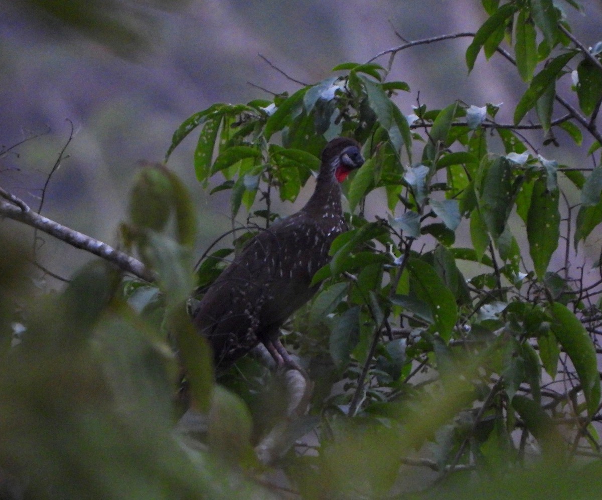 Band-tailed Guan - ML617575375