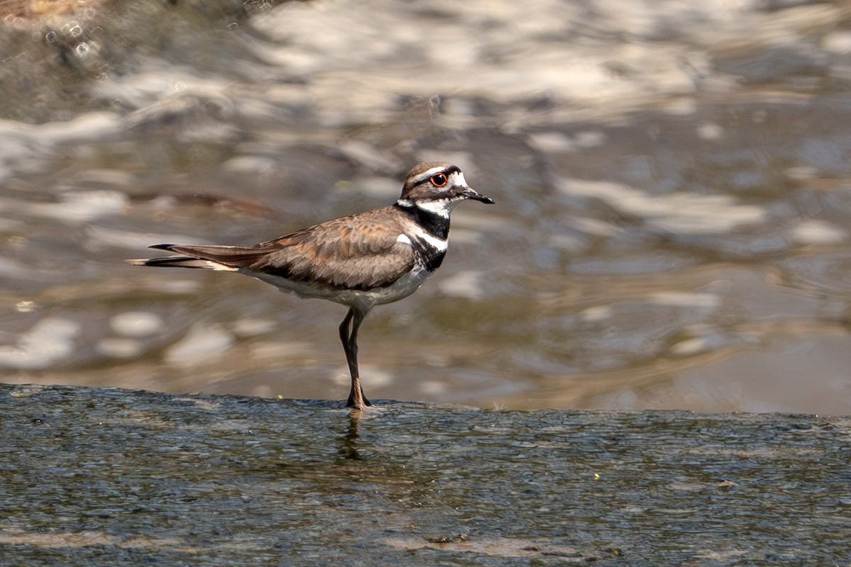 Killdeer - ML617575381