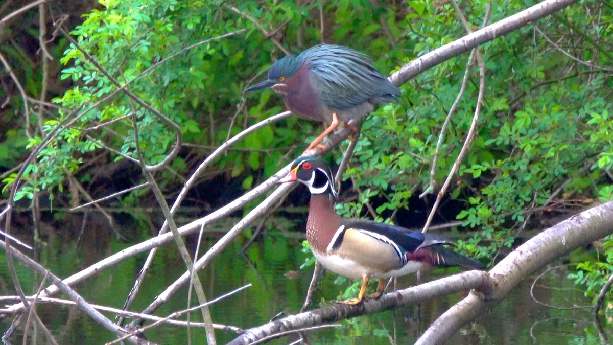 Green Heron - ML617575382