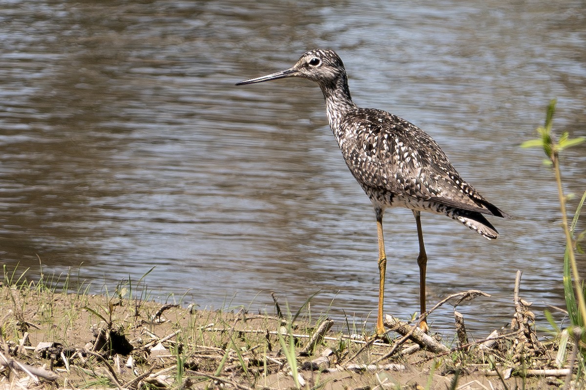 Greater Yellowlegs - ML617575401