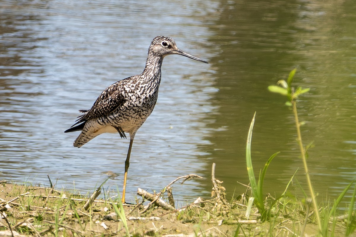 Greater Yellowlegs - ML617575402