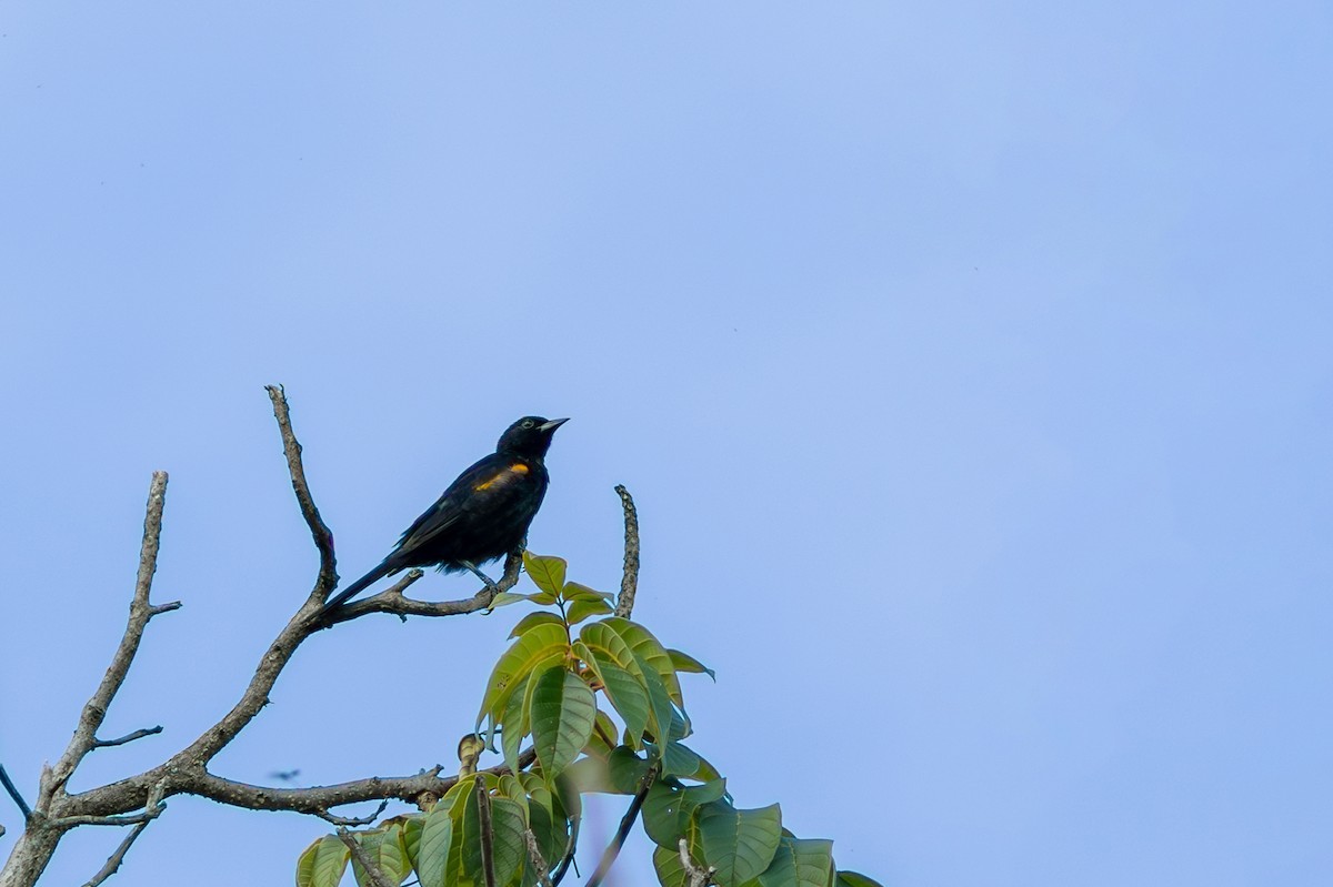 Variable Oriole - Gabriel Bonfa