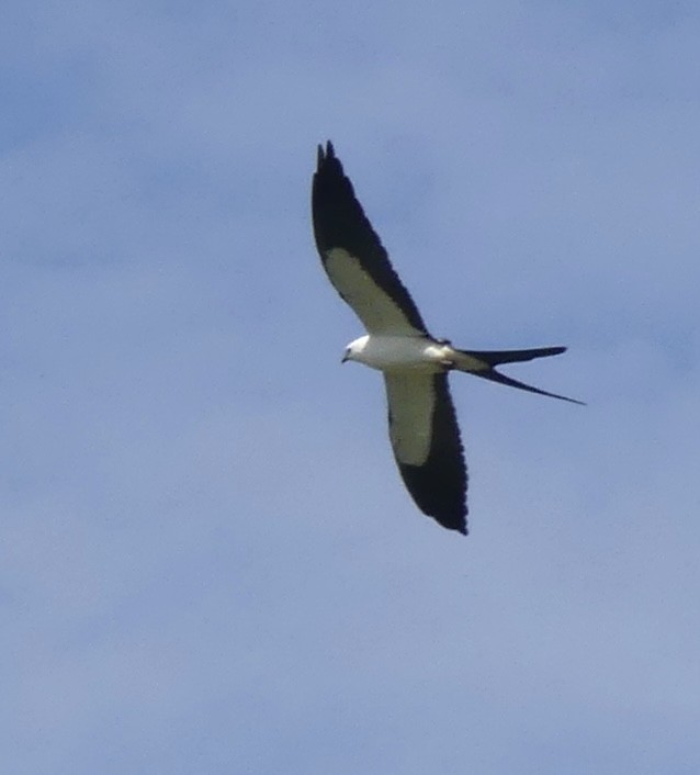 Swallow-tailed Kite - ML617575408