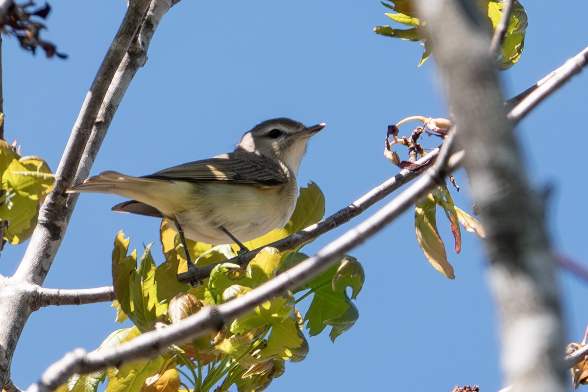 Warbling Vireo - ML617575417