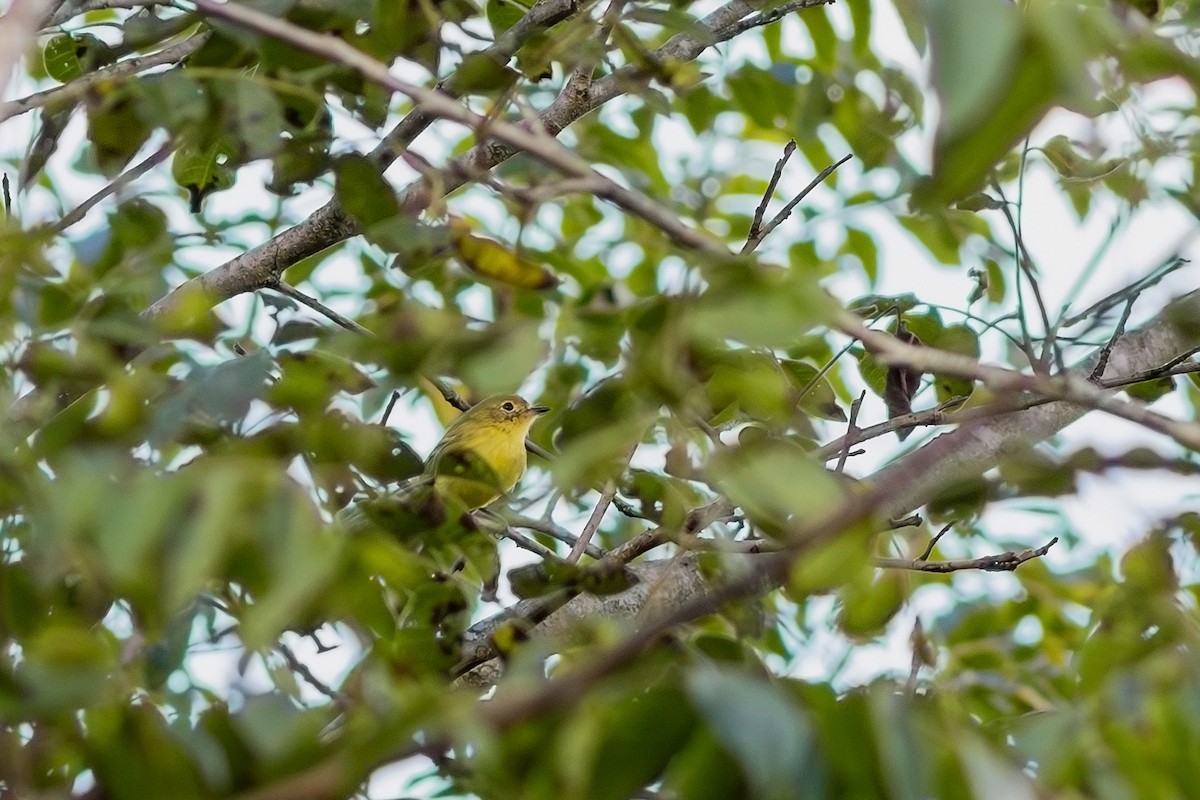 Minas Gerais Tyrannulet - Gabriel Bonfa