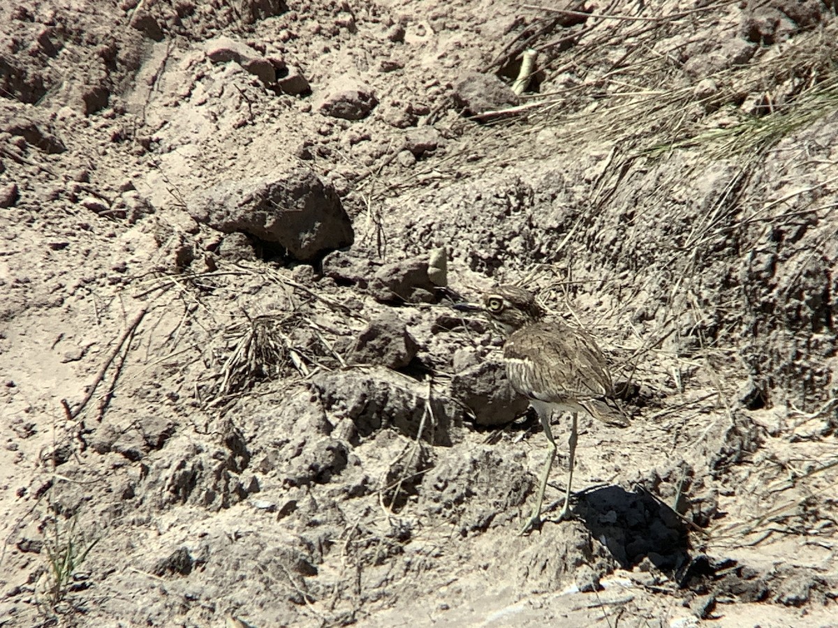 Water Thick-knee - ML617575426