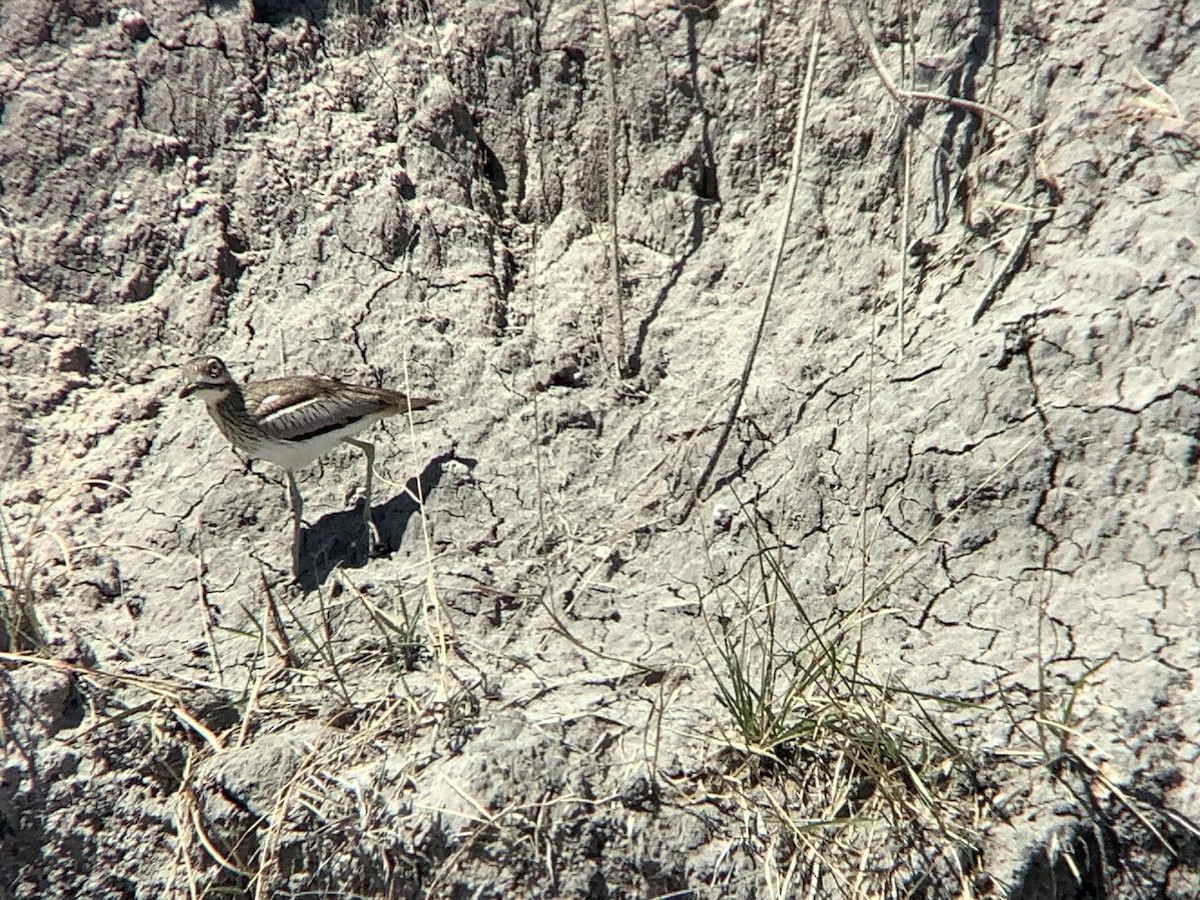 Water Thick-knee - ML617575427