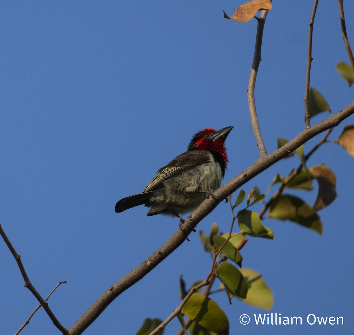 Black-collared Barbet - ML617575428