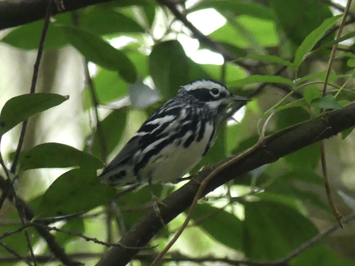 Black-and-white Warbler - ML617575431