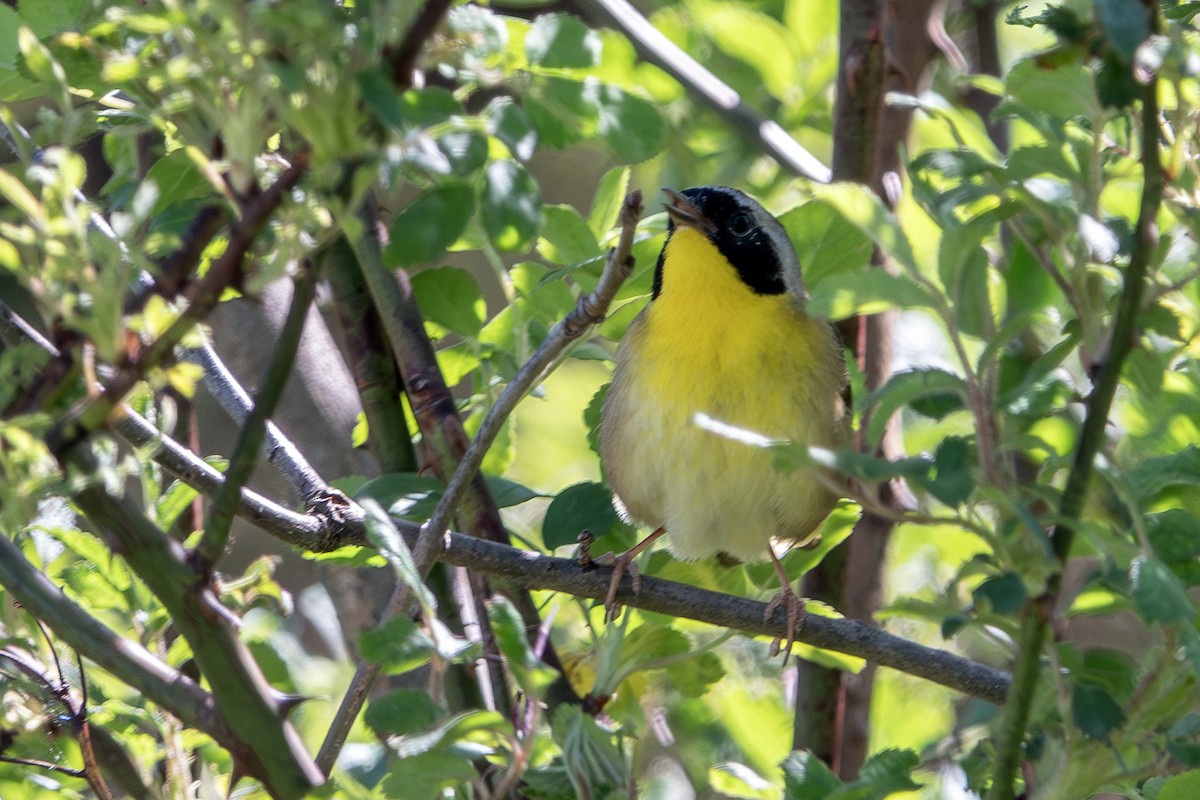 Common Yellowthroat - ML617575440