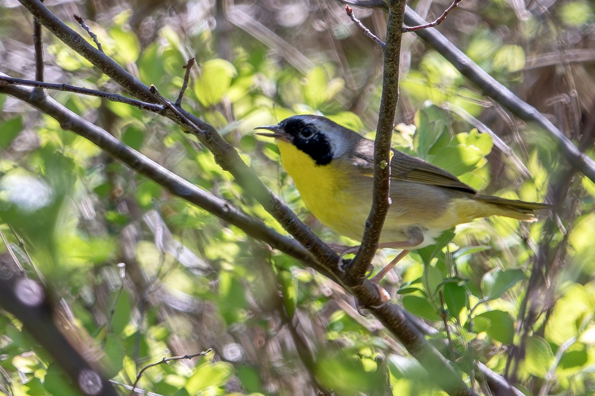 Common Yellowthroat - ML617575441