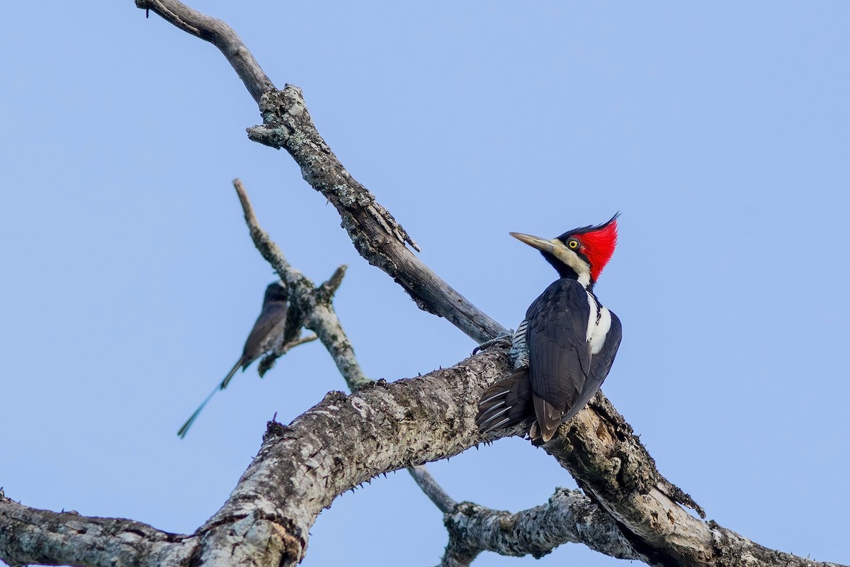 Crimson-crested Woodpecker - Gabriel Bonfa