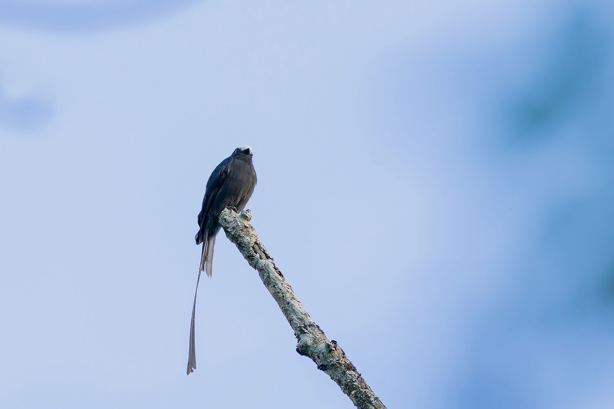 Long-tailed Tyrant - Gabriel Bonfa