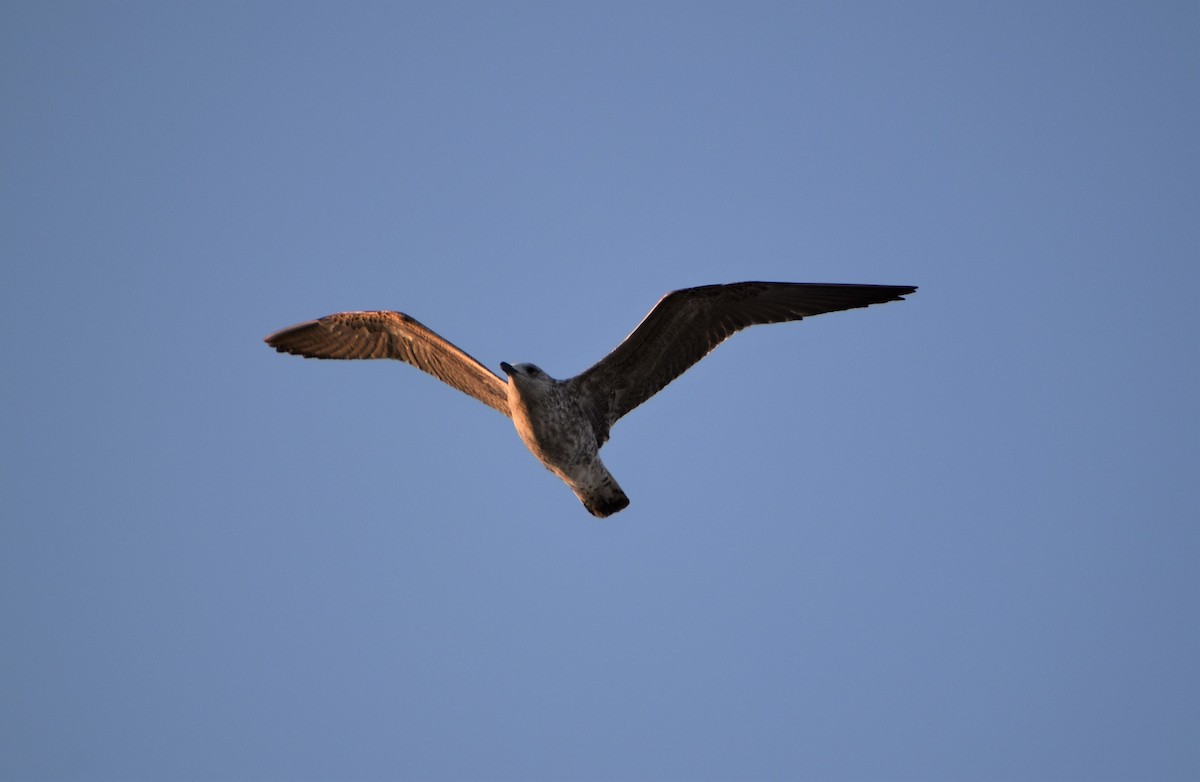 Yellow-legged Gull - ML617575451