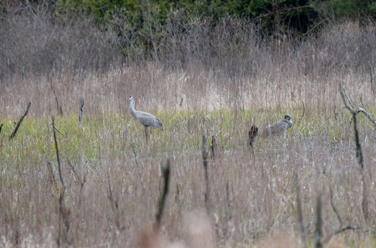 Sandhill Crane - ML617575452