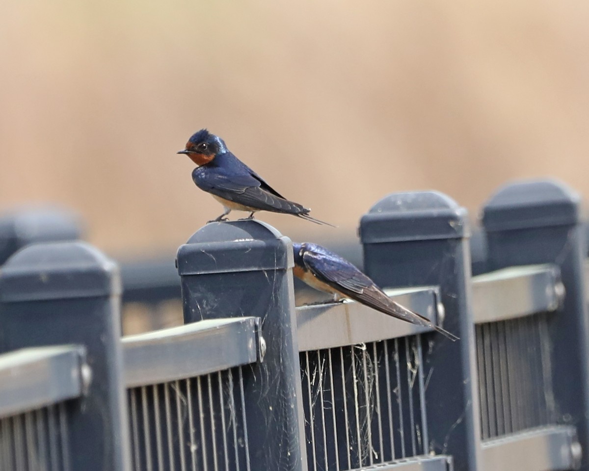 Barn Swallow - ML617575473