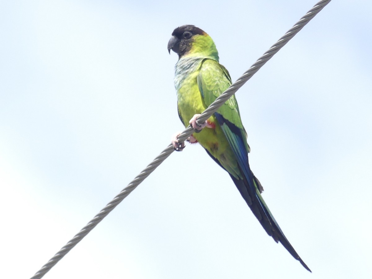 Nanday Parakeet - ML617575481