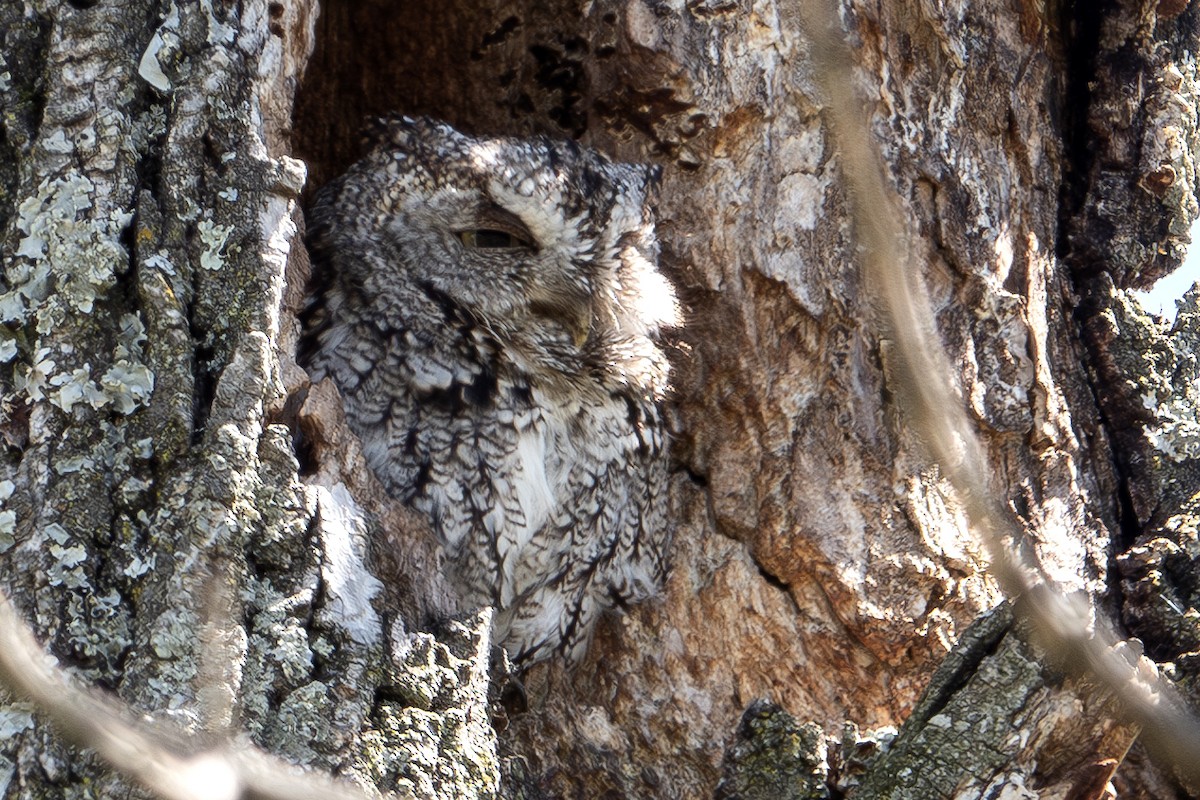 Eastern Screech-Owl - ML617575496