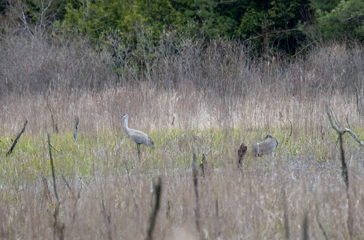 Sandhill Crane - ML617575499