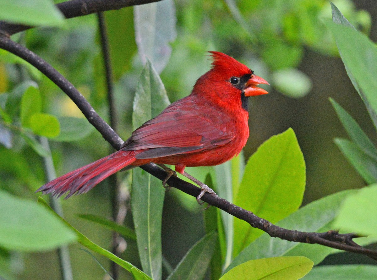Cardinal rouge - ML617575513