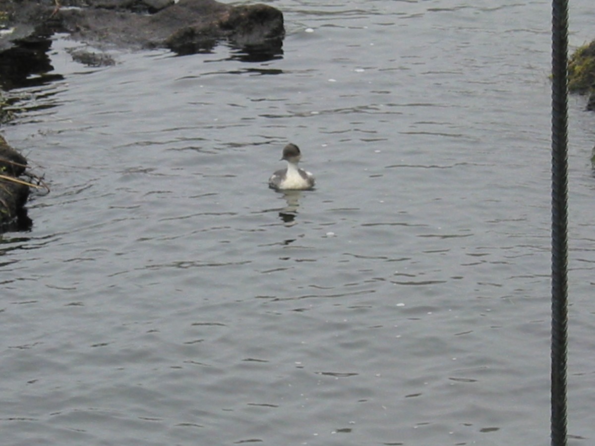 Silvery Grebe - Francisco Sornoza